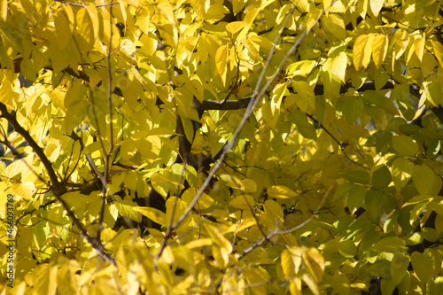 Autumnal yellow common hackberry leaves closeup view with selective focus on foreground