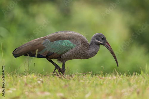 Hadada Ibis - Bostrychia hagedash  beautiful large ibis from African savannahs  bushes and lakes  Bwindi  Uganda.