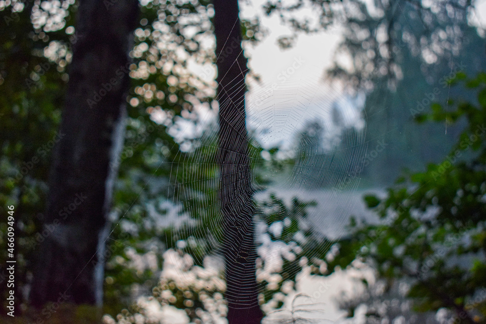 Fototapeta premium trees in the forest