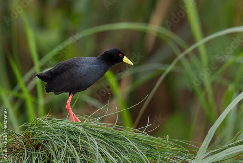 Black Crake - Zapornia flavirostra, rare shy black bird from African shores and wetlands, Queen Elizabeth National Park, Uganda. photo