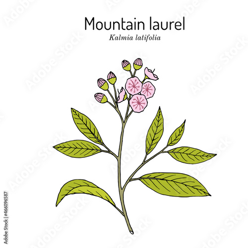 Mountain laurel Kalmia latifolia , state flower of Connecticut