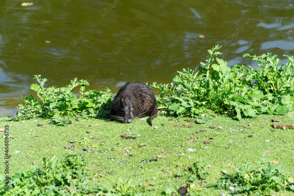 Wet nutria near to the water Wet nutria near to the water