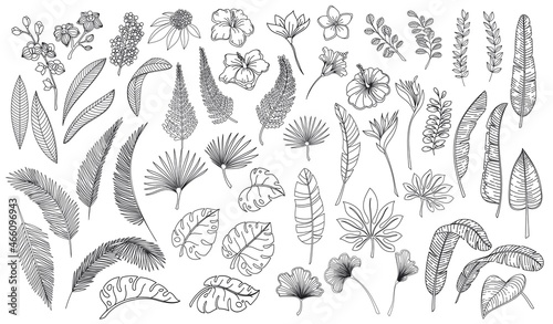 Linear tropical leaves and flowers. Outline forest palm monstera fern hawaiian leaves, plumeria flower, orchid and hibiscus. Hand drawn plant tropical elements vector illustration.