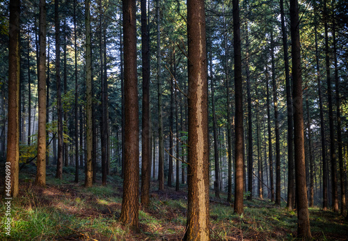 forêt Wattwiller - Alsace france © Manu Reyboz