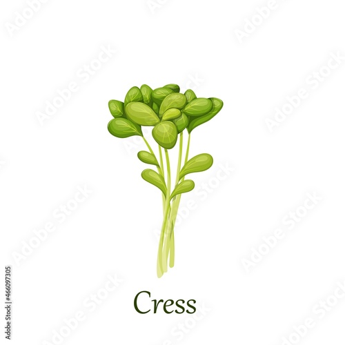 Green cress salad leaves vector illustration. photo