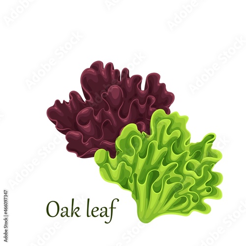Red and green oak lettuce salad leaves vector illustration.