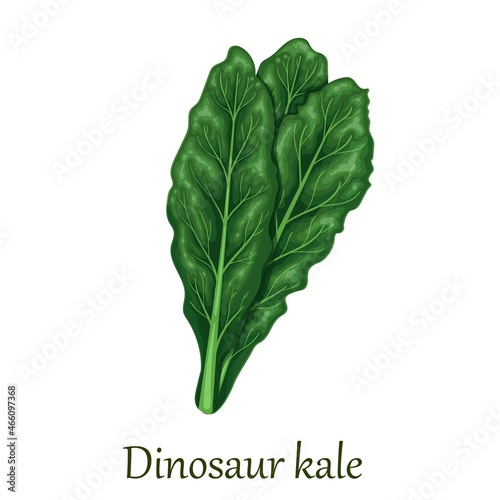 Dinosaur kale, dark green leafy vegetable. Tuscan kale or cavolo nero vector illustration.