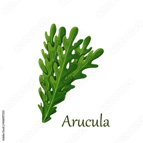 Green leaves of rucola or arugula vector illustration.