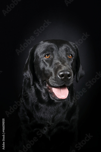 portrait of black labrador in black background  © eds30129