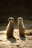 Meerkats are animals that are always wary of each other's dangers, Meerkat's behavior during the day.
