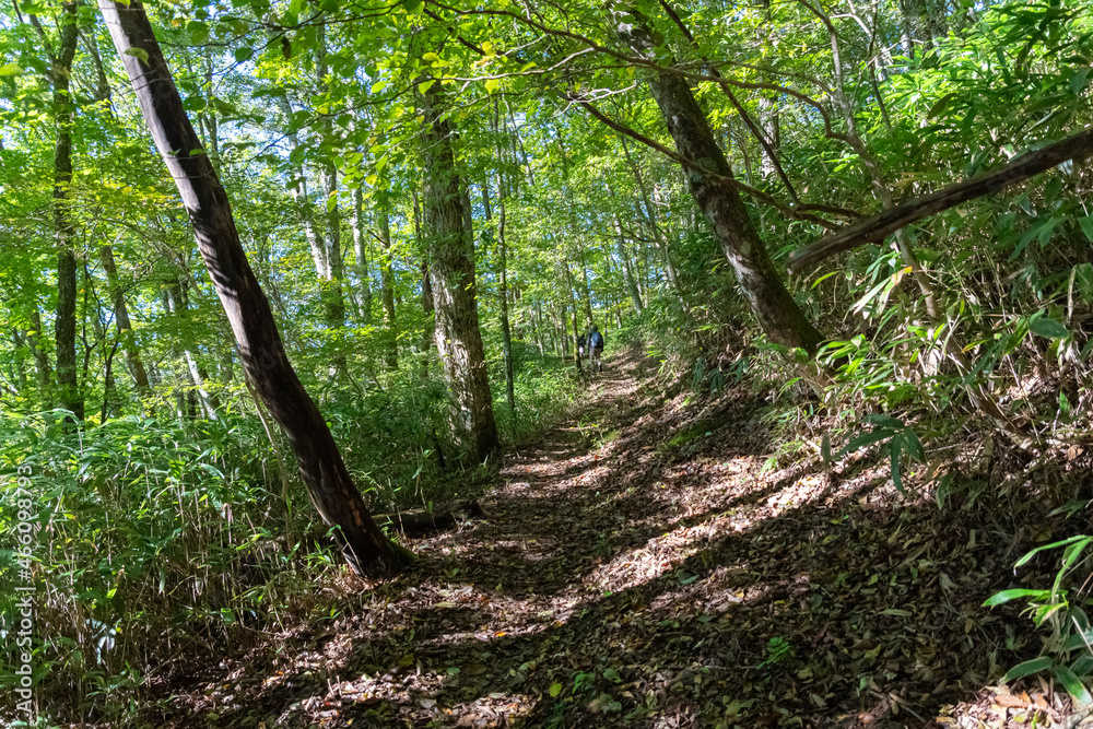 Obraz premium 木漏れ日の中の登山道