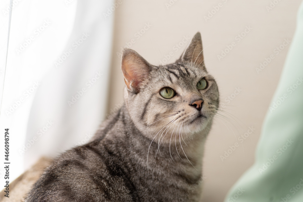 見つめる猫 サバトラ猫 見つめる猫 サバトラ猫