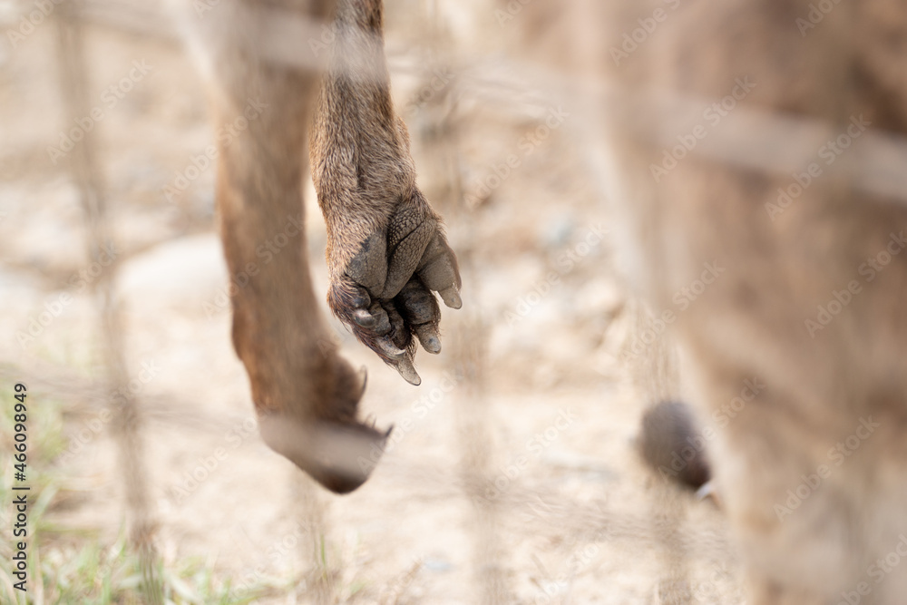 Naklejka premium カンガルーの手