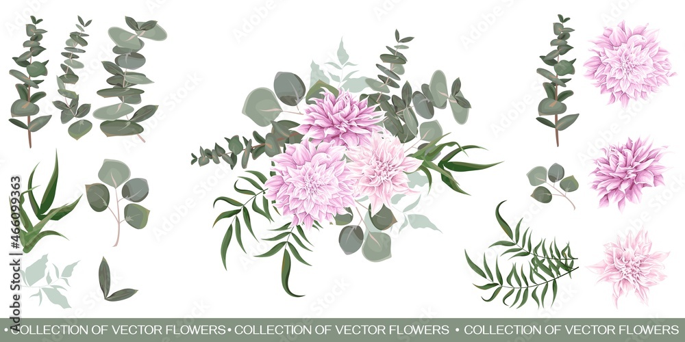 Vector floral collection. Pink dahlias, eucalyptus, green plants and leaves. All elements are isolated on a white background.
