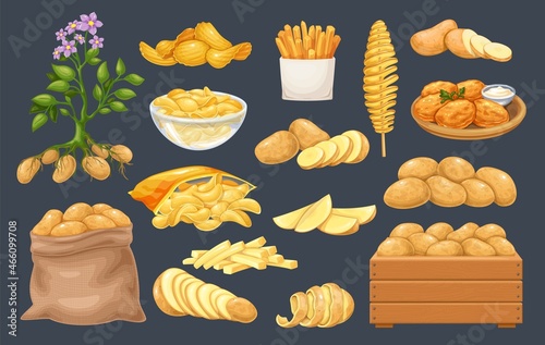 Potato products. Chips, pancakes, french fries, whole and cut root potatoes in cartoon style. Vector illustration of harvest vegetables.