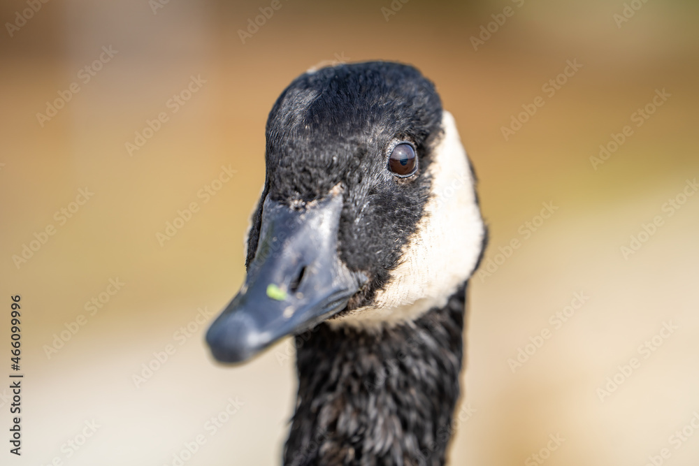 Close up portrait of Canadian goose. Close up portrait of Canadian goose.