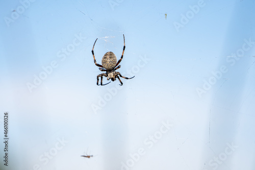 Spider sits on a spider cobweb.  © Olga