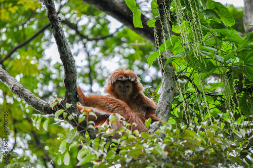 Monkey life in nature (Closeup) © tk
