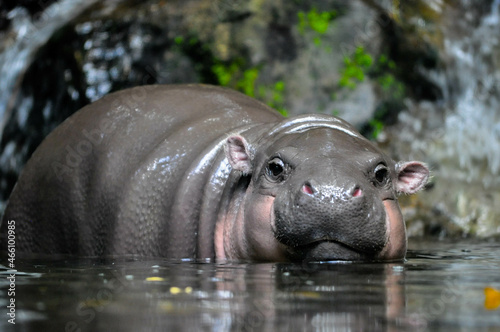 Pygmy Hippo Life in nature (Closeup)