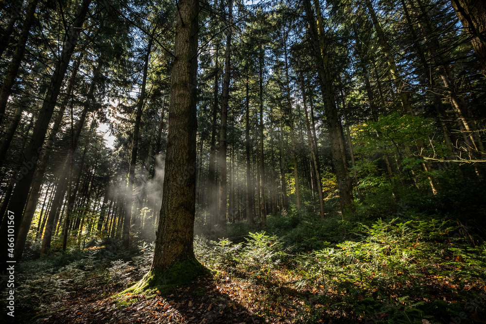 Forêt Alsace - France