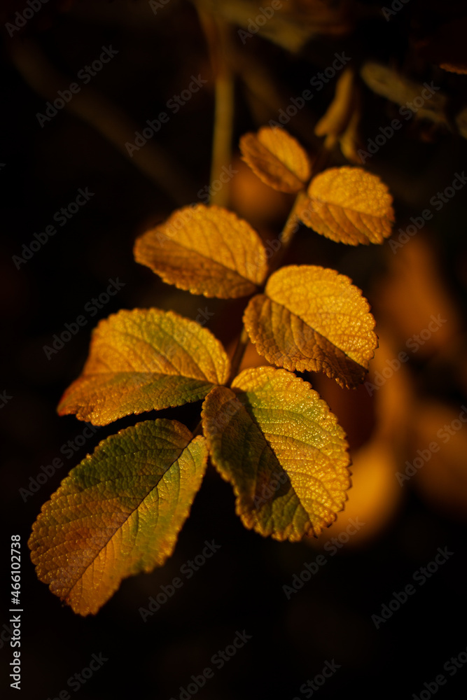 Rosenblatt in Herbstfärbung
