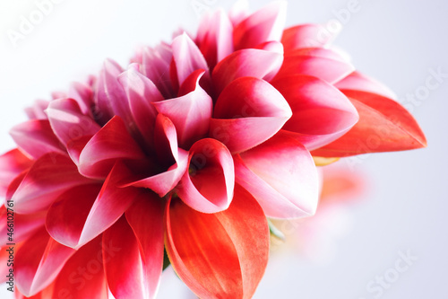 Closeup photo of a red and white dahlia flower isolated on white