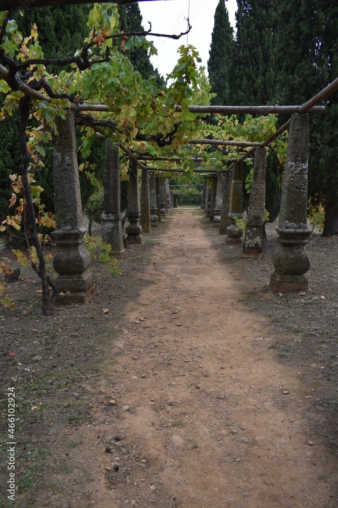 
A beautiful vineyard in the garden of the Mateus Palace in Portugal