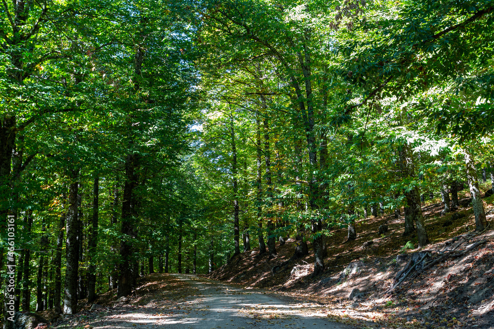 Mountain path with green chestnut trees. Autumn landscape. Mountain path with green chestnut trees. Autumn landscape.