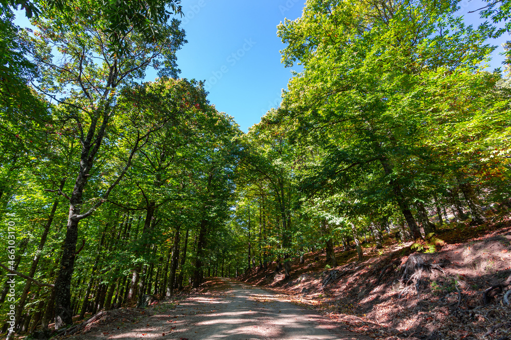 Obraz premium Mountain landscape with green chestnut trees and yellow and red ferns. Autumn photo in the mountains of Avila. Fall colors