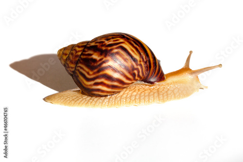 Giant African snail Achatina on white background. Achatina snail baby close up. Tropical snail Achatina fulica with shell. photo