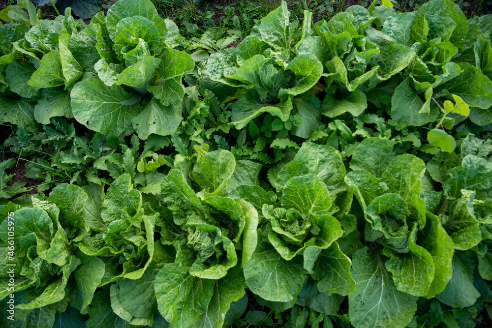 Rows of big green napa cabbage in an organic garden. Rows of big green napa cabbage in an organic garden.