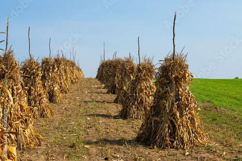 Dry corn stalks golden sheaves in empty grassy field after harvest cloudless blue sky copy space background at fall. Peaceful landscape, rural autumn panorama photo