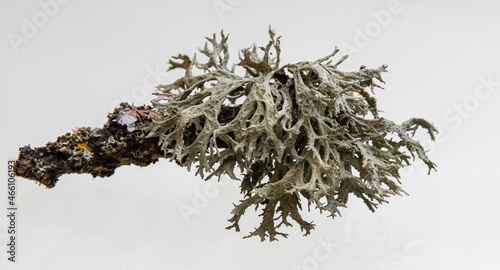 Lichen on a dry twig on a white background. Evernia prunastri, also known as oakmoss, It is used extensively in modern perfumery photo