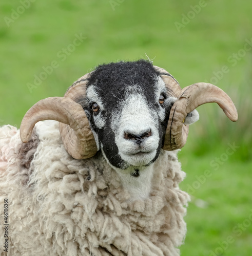 Portrait of a fine Swaledale Ram or male sheep with two curly horns.  Swaledale sheep are a breed native to North Yorkshire. Facing camera,  close up.  Clean, green background.  Copy space. photo