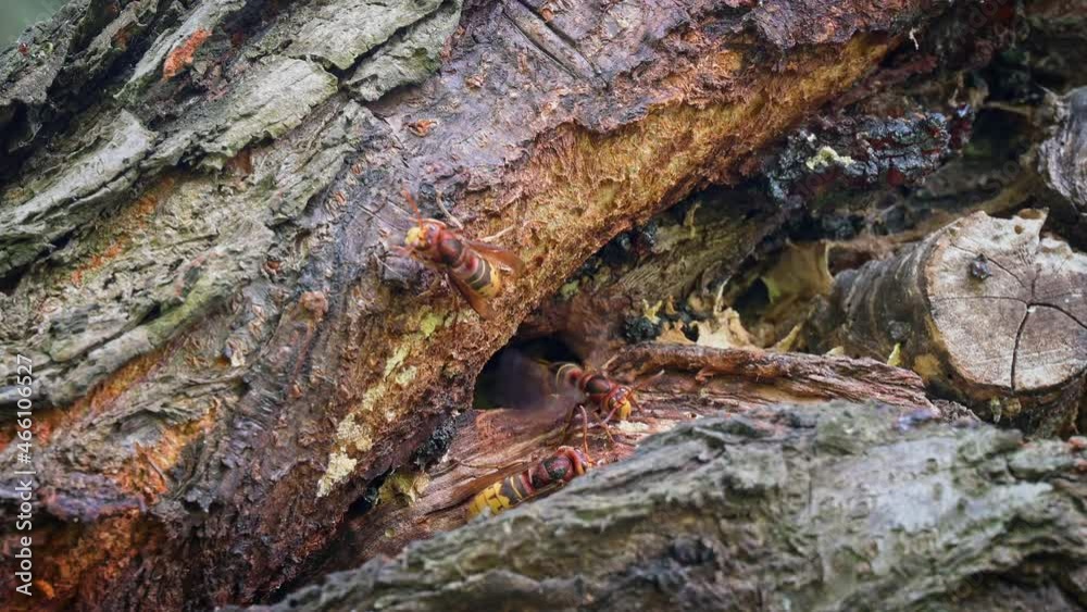 Hornets (Vespa crabro) in front of their natural nest entrance in a cherry tree Hornets (Vespa crabro) in front of their natural nest entrance in a cherry tree