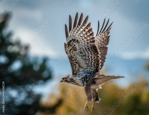 Buzzard