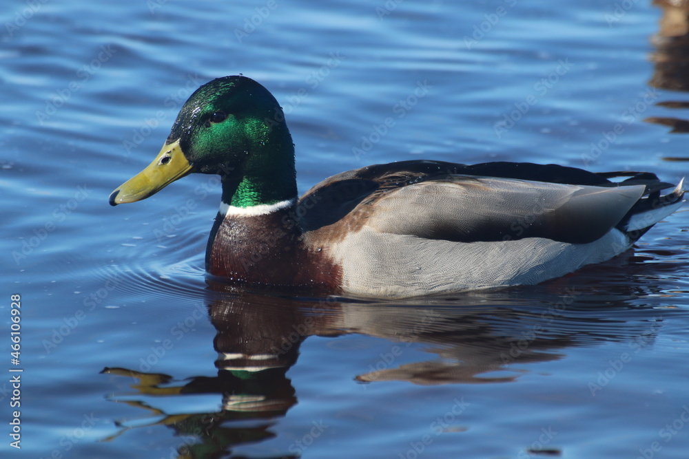 duck on the water duck on the water