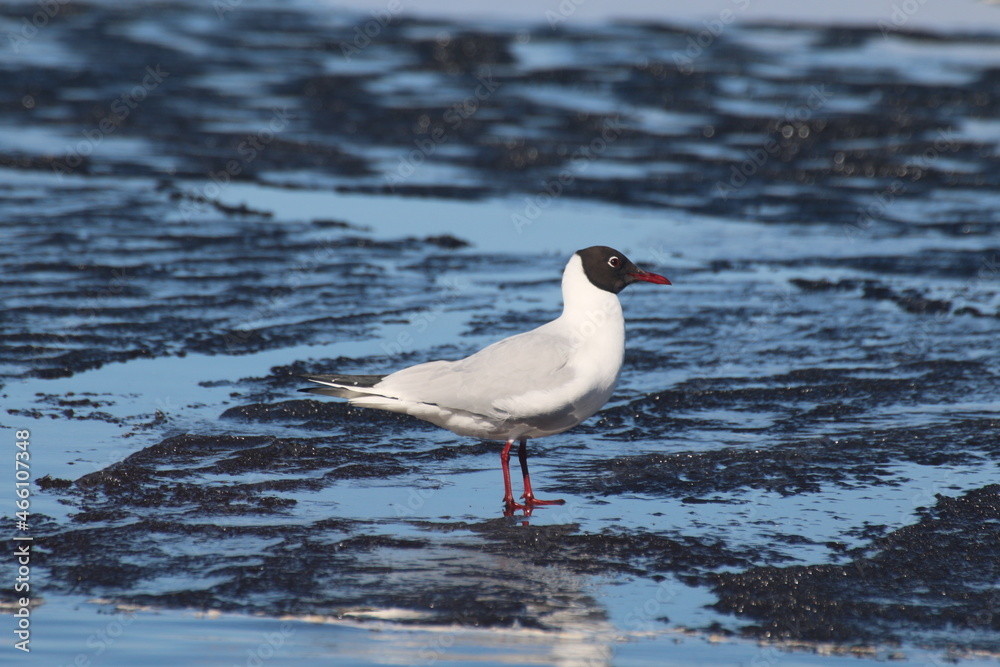 seagull on the wather seagull on the wather
