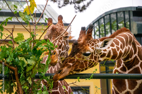 Giraffes in the aviary of the Vienna Zoo