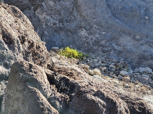small green plant growing on gray rocks
