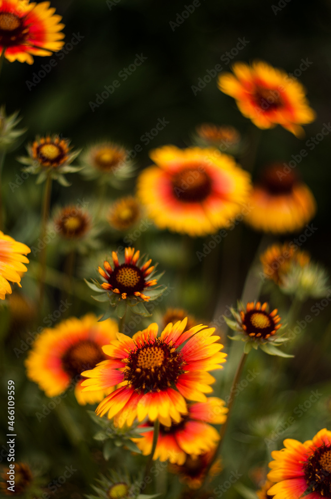 summer flowers summer flowers