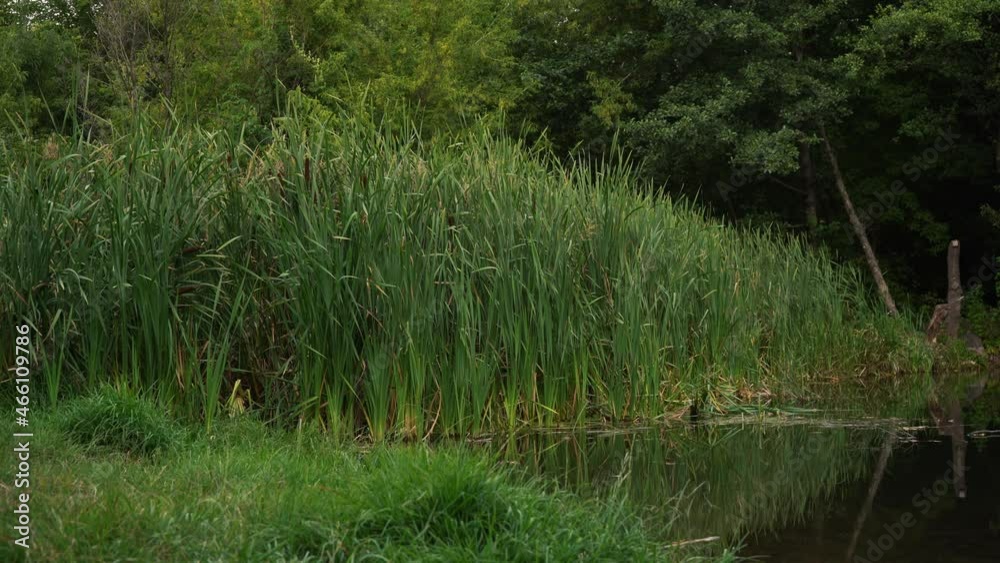 young reeds growing near the lake shore young reeds growing near the lake shore