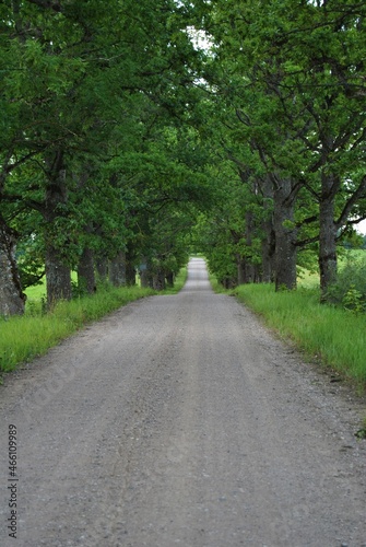 Old country gravel road with big, green, old oak alley