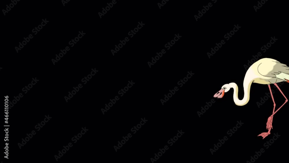 White Flamingo walks 4K alpha matte White Flamingo walks 4K alpha matte
