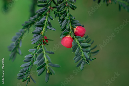 Yew of Taxus brevifolia. Fruit on branch on green background photo