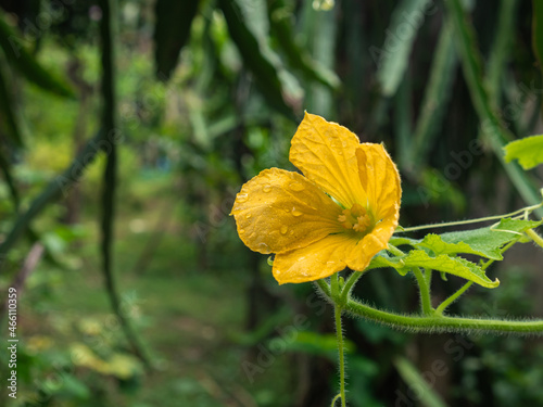 Pumpkin blossoms with dew in the backyard.