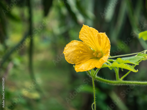 Pumpkin blossoms with dew in the backyard.