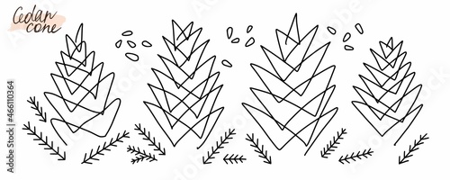 Vector drawing of cedar cones