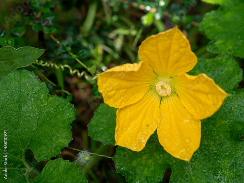 Pumpkin blossoms with dew in the backyard.