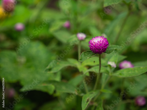 Globe amaranth, Gomphrena globosa, Globe Amaranth or Bachelor Button